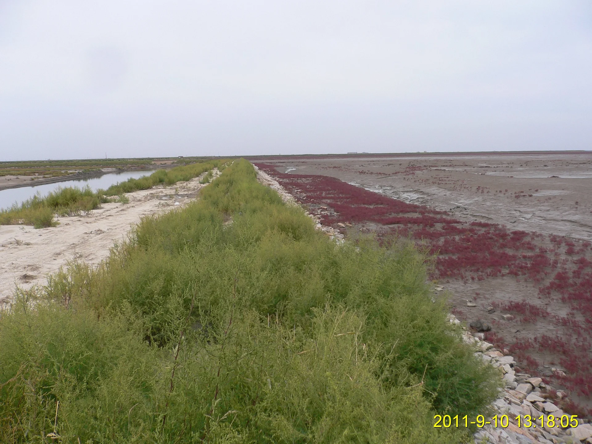 Panjin Red Beach — The Wetland Corridor That Only Works When You Respect Seasonality image 2